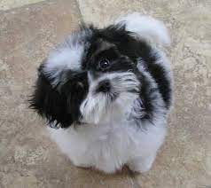 Teddy bear dog breeders near me. Pin On Shihtszu
