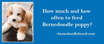 Veterinarians recommend feeding a dog at least twice per day. How Much And How Often To Feed Bernedoodle Puppy