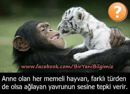 Nese Nin Gozdeleri Hayvan Hayvanlar Memeliler