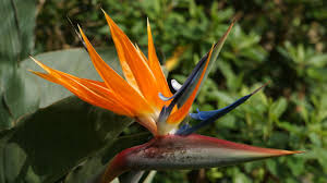 Birds Of Paradise Wallpaper Hd Flower Wallpaper Birds Of Paradise Flower Paradise Flowers Birds Of Paradise