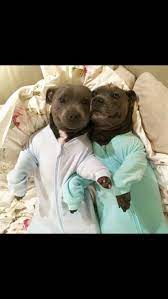 Pit Bulls In Pajamas Funny Dog Memes Cute Funny Animals Cute Animal Memes