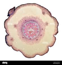 Image result for Centrostigma clavatum