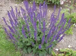 Durch die richtige pflege kann er nicht nur beim hobbygärtner. Baumschule Eggert Blutenstraucher Baumschulen Heckenpflanzen Salbei Garten Salbei Blauhugel Salvia Nemorosa Blauhugel Gibt Es Hier Gunstig In Unserem Online Shop