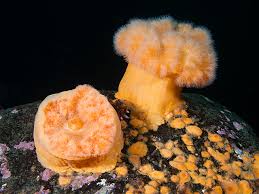 Image result for Aneilema nyasense