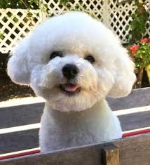 Pin By Cecilia Piombo On Bichon Frise Bichon Frise Dogs Bichon Frise Cute Puppies