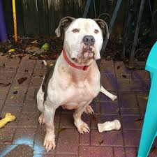 In a foster home setting, the rescue dog learns to trust people, how to behave in a home, and most importantly, what it is to be loved! Phoenix Rising Rescue Pensacola Florida