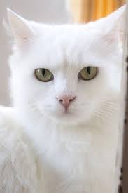 I Love White Cats A Number Of White Cats Suffer From Deafness White Cats Beautiful Cats Pretty Cats