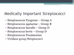 Image result for Group D Streptococcus