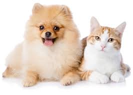 Topaz veterinary clinic tempe az acupuncture for pets. Tempe Veterinary Hospital Tempe Lake Veterinary Clinic Pet Resort