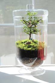 Terrarium Timmy Terrarium Care Instructions Terrarium Mini Garden Miniature Garden