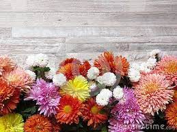 Diverse Vibrant Colours Chrysanthemum Bunch On Bleached Oak Wood Background Grey Colour Oak Texture Plank Chrysanthemum Flower Rustic Background Chrysanthemum