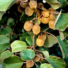 Comment Faire Murir Des Kiwis Ooreka