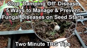 Maybe you would like to learn more about one of these? How To Prevent Manage Damping Off And Other Fungal Diseases On Seed Starts Two Minute Trg Tips Youtube