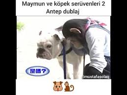 Maymun Hikmet Kopegi Havuza Atiyor Antep Dublaj Youtube