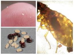 Selain menggunakan obat kutu kucing, simak cara membasmi kutu anjing/kucing di rumah di sini. Bagaimana Kutu Membiak Dalam Kucing Dan Anjing Gambar Telur Kutu Dan Larva