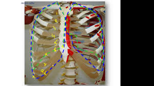 Surface Anatomy Of The Pleura And Thoracocentesis Youtube