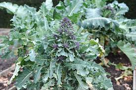 Maybe you would like to learn more about one of these? How To Grow Broccoli Rhs Gardening