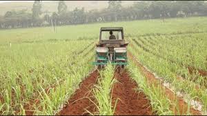 Sugarcane Fertilizer