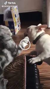 When Cat Bully Dog Funny Dog Videos Funny Dogs Funny Cats And Dogs