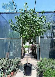 Image result for Thespesia