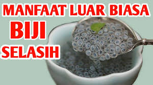 Referensi artikel khasiat biji selasih untuk kesehatan Wow Ternyata Ini Manfaat Biji Selasih Yang Luar Biasa Info Popular Youtube