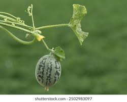 Image result for Cucumis sativus