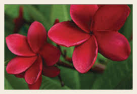 Frangipani Facts And Favourites Flower Power