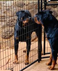 We know the move across the pacific is a big one. Rottweilers In Hawaii