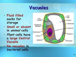 The central vacuole present in plant cells is one of the important cell organelles. Vacuoles Diagram