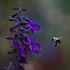 Check spelling or type a new query. Friendship Sage Salvia Amistad Pp 23578 High Country Gardens