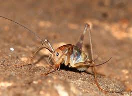 A jump is not considered valid if any part of the body. Three Quick Tips To Keep Camel Crickets Out Of Your Indianapolis Home