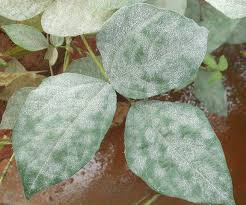 powdery mildew ile ilgili görsel sonucu