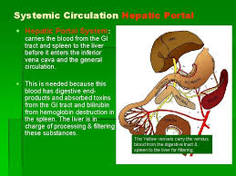 The heart and the large blood vessels connected with it, as well as the lungs and the esophagus are in the thoracic cavity. Chapter 19 Circulation Circulatory System A Closed System