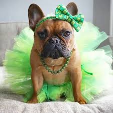 14 Dogs Who Prove Everyone Really Is Irish On St Patrick S Day Dog Photoshoot Pet Owner Photography Puppies And Kitties
