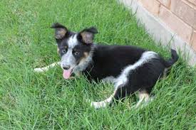 Puppies grow steadily in height and length for the first. New Puppy Texas Heeler Cookie Madness