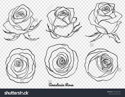 Rose Vector Set By Hand Drawing Beautiful Flower On White Background Rose Art Highly Detailed In Line Art Style Anastas Stock Vector Line Art How To Draw Hands