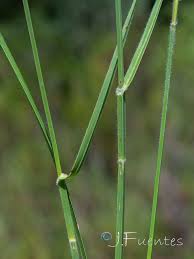 Image result for Fuirena pubescens