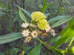 Image result for Psiadia punctulata