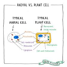 Animal cells and plant cells revision. Doctor Me Clever A Twitter Find Free Gcse Biology Revision Notes At Https T Co Umdt4mr1lr Plant Cells Differ From Animal Cells By 3 Subcellular Features A Permanent Vacuole Chloroplasts And A Cellulose Cell Wall