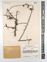 Image result for Putterlickia