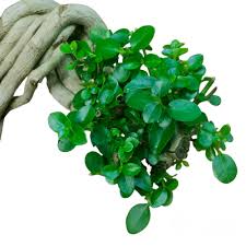 Image result for Premna hans-joachimii