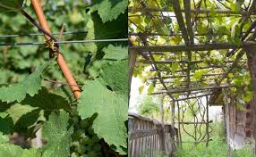 Image result for pruning grapes on a pergola