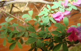 Image result for Indigofera subcorymbosa