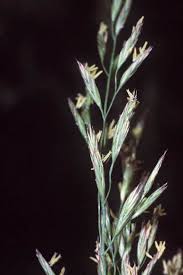Image result for Pseudobromus engleri