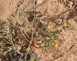 Image result for Portulaca foliosa