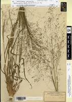 Image result for Panicum pansum