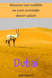 Camel meat is something that may be sensitive to some viewers, so make sure you're comfortable with watching the camel cooking! What S It Like To Take An Overnight Desert Safari Dubai Travel Traveling By Yourself Safari Adventure