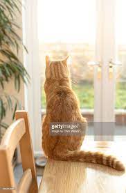 Picking up and carrying a dog.the proper method of picking up and carrying a dog depends upon the dog's size and health. Rear View Of A Ginger Cat Sitting On A Wooden Table Looking Out Of Cats Cat Sitting Down Cat Sitting