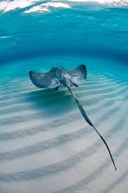 Flat round sea creature that lives in the sand. 2012 Top 100 Readers Choice Awards Ocean Creatures Ocean Animals Ocean Life