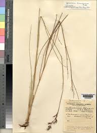 Image result for Danthoniopsis dinteri